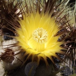 Ekino kaktüs altın varil tohumu echinocactus grusonii
