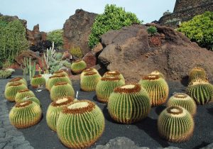 Ekino kaktüs altın varil tohumu echinocactus grusonii