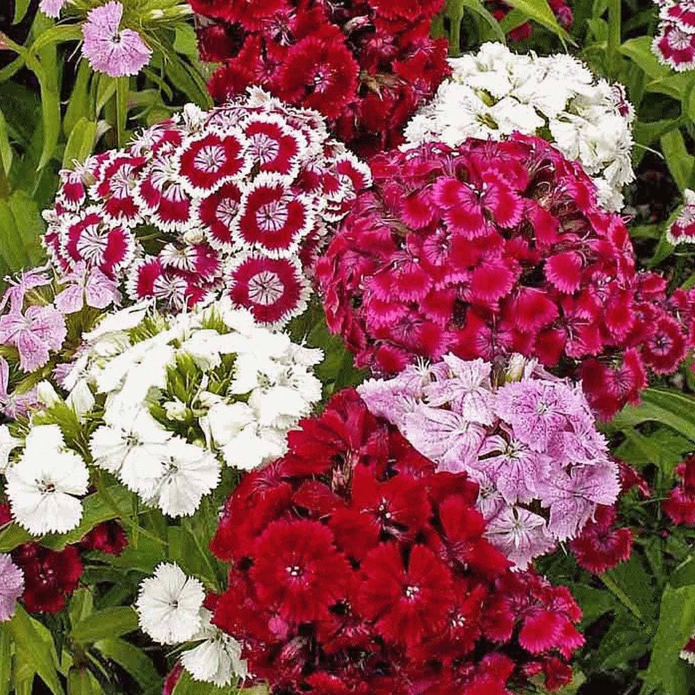 Hüsnüyusuf çiçeği tohumu Genta dianthus barbatus