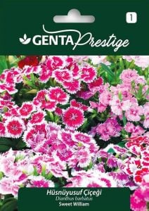 Hüsnüyusuf çiçeği tohumu Genta dianthus barbatus