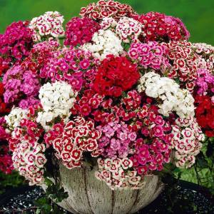 Hüsnüyusuf çiçeği tohumu Genta dianthus barbatus