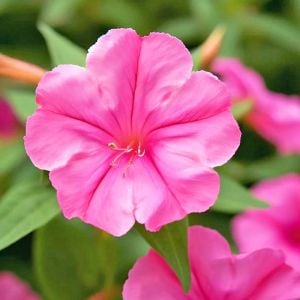 Pembe çiçekli kokulu akşam sefası tohumu miribalis jalapa