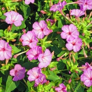 Pembe çiçekli kokulu akşam sefası tohumu miribalis jalapa