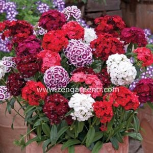 Hüsnüyusuf çiçeği tohumu Genta dianthus barbatus