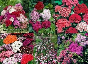 Hüsnüyusuf çiçeği tohumu Genta dianthus barbatus