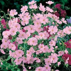 Gül rengi gypsophila tohumu elegans rosea çöven