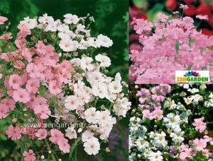 Gül rengi gypsophila tohumu elegans rosea çöven