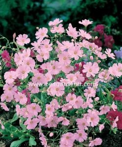 Gül rengi gypsophila tohumu elegans rosea çöven