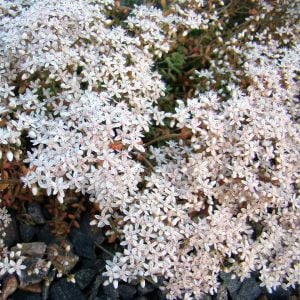 Sedum album tohumu beyaz çiçekli