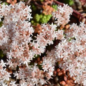 Sedum album tohumu beyaz çiçekli