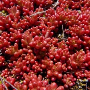 Sedum album tohumu beyaz çiçekli