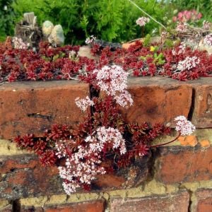 Sedum album tohumu beyaz çiçekli