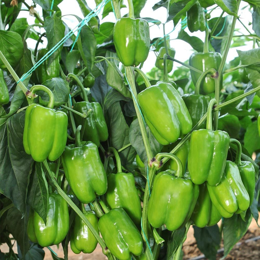 Kandil Dolma biber tohumu yerli tohum