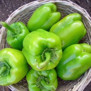 Kandil Dolma biber tohumu yerli tohum