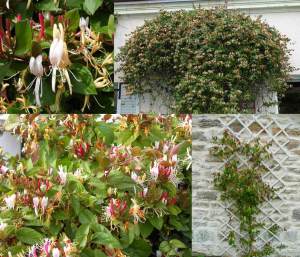 Kokulu hanımeli fidesi kırmızı beyaz sarı çiçekli lonicera japonica repens