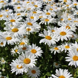 Margrit papatya tohumu Genta chrysanthemum maximum