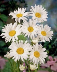 Margrit papatya tohumu Genta chrysanthemum maximum