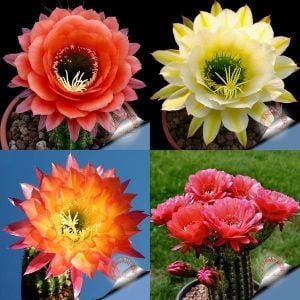 Kaktüs tohumu trichocereus mixed karışım