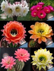 Kaktüs tohumu trichocereus mixed karışım