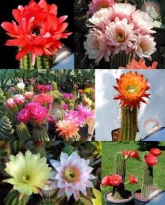 Kaktüs tohumu trichocereus mixed karışım