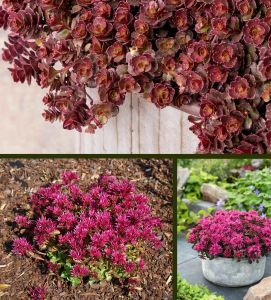 Sedum tohumu bronz yapraklı pembe çiçekli coccineum stonecrop