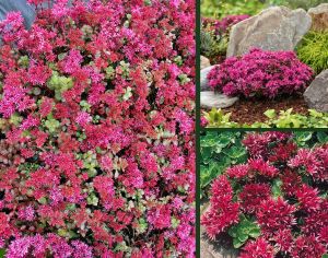 Sedum tohumu bronz yapraklı pembe çiçekli coccineum stonecrop