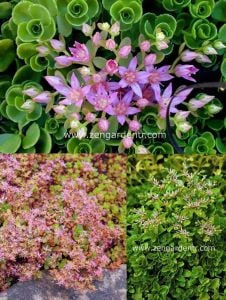 Sedum tohumu stoloniferum pembe çiçekli