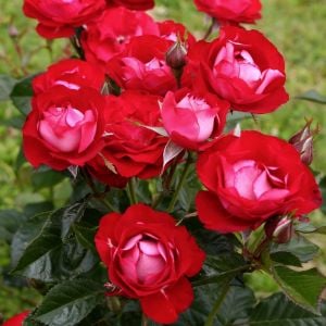 Rose der Einheit saksı ve peyzaj gül fidanı aşılı 4+ yaş