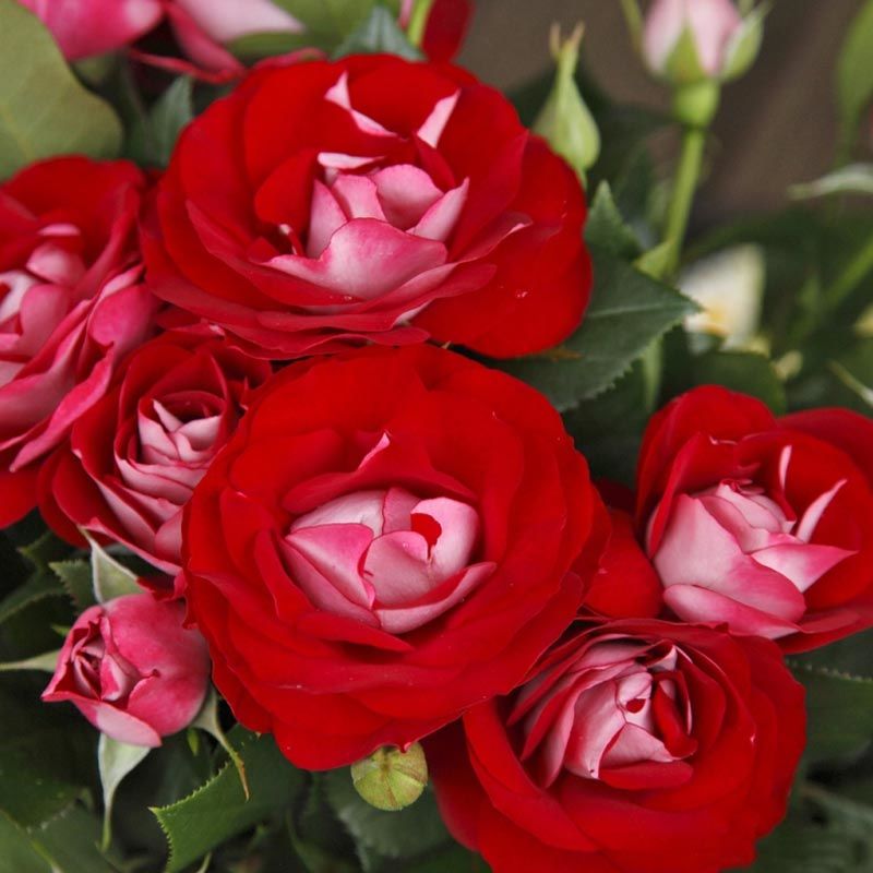 Rose der Einheit saksı ve peyzaj gül fidanı aşılı 4+ yaş