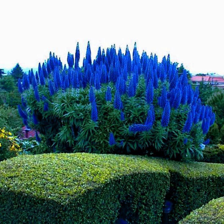 Pride of madeira echium fidesi candicans
