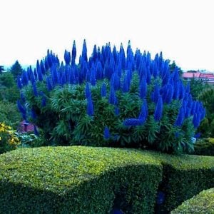 Pride of madeira echium fidesi candicans