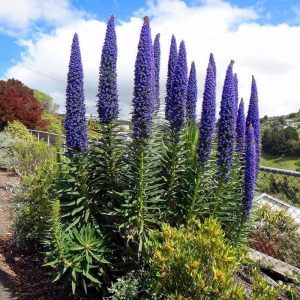 Pride of madeira echium fidesi candicans