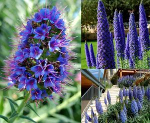 Pride of madeira echium fidesi candicans