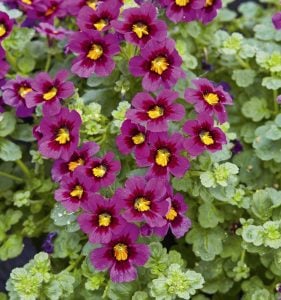 Jamesbrittenia Summer Dream çiçeği fidesi burgundy eye