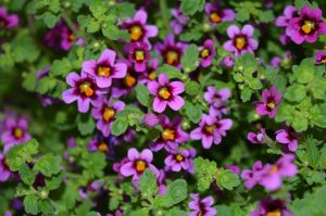 Jamesbrittenia Summer Dream çiçeği fidesi burgundy eye
