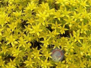 Sedum tohumu sarı çiçekli sedum acre stonecrop