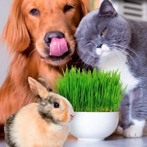 Kedi çimi tohumu 25gr. lık paket cat grass