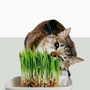 Kedi çimi tohumu 25gr. lık paket cat grass