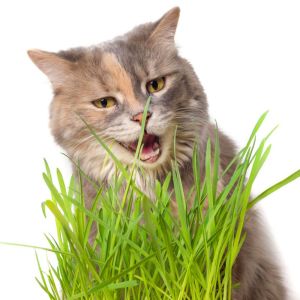 Kedi çimi tohumu 25gr. lık paket cat grass