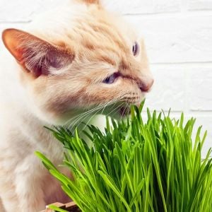 Kedi çimi tohumu 25gr. lık paket cat grass