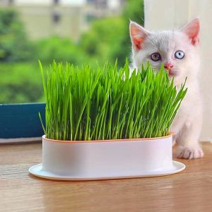 Kedi çimi tohumu 25gr. lık paket cat grass