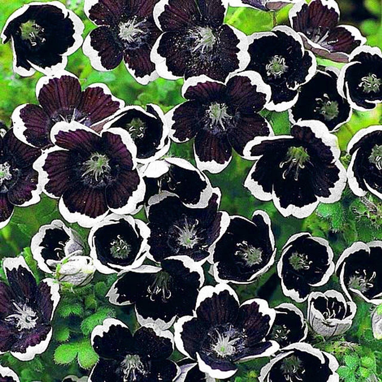 Siyah nemophila tohumu menziesii penny black seeds