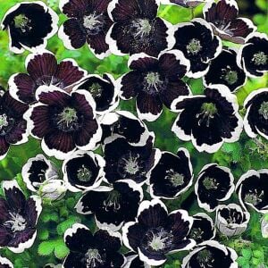 Siyah nemophila tohumu menziesii penny black seeds