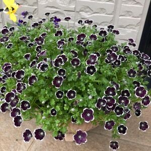 Siyah nemophila tohumu menziesii penny black seeds