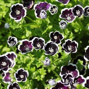 Siyah nemophila tohumu menziesii penny black seeds