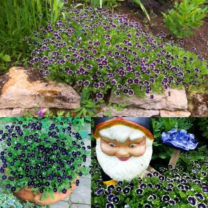 Siyah nemophila tohumu menziesii penny black seeds