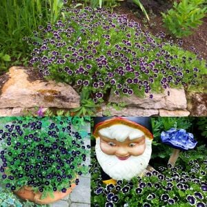 Siyah nemophila tohumu menziesii penny black seeds