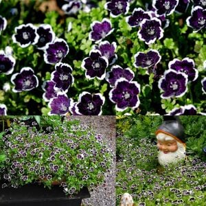 Siyah nemophila tohumu menziesii penny black seeds