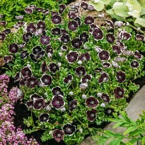 Siyah nemophila tohumu menziesii penny black seeds