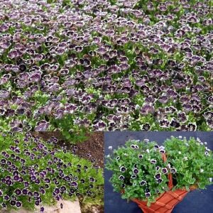 Siyah nemophila tohumu menziesii penny black seeds